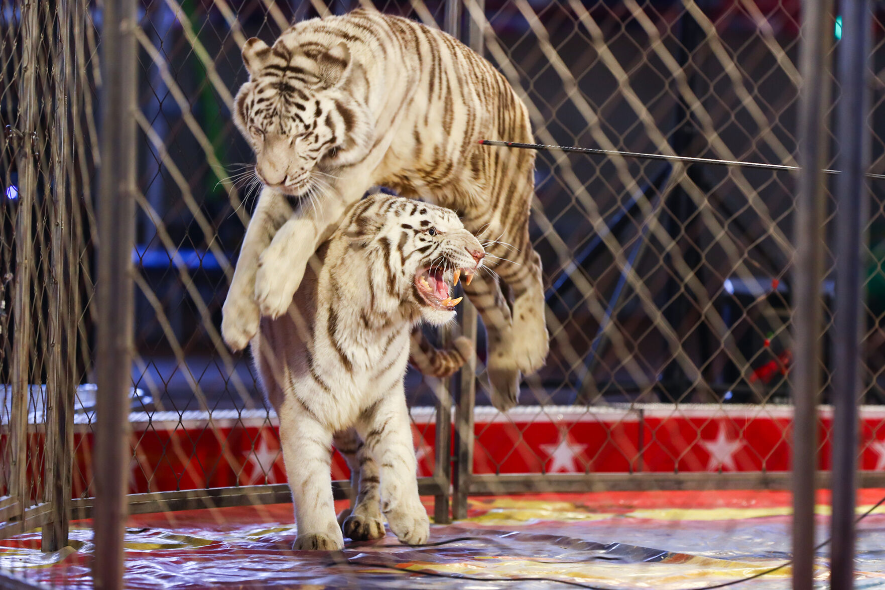 Carden Circus